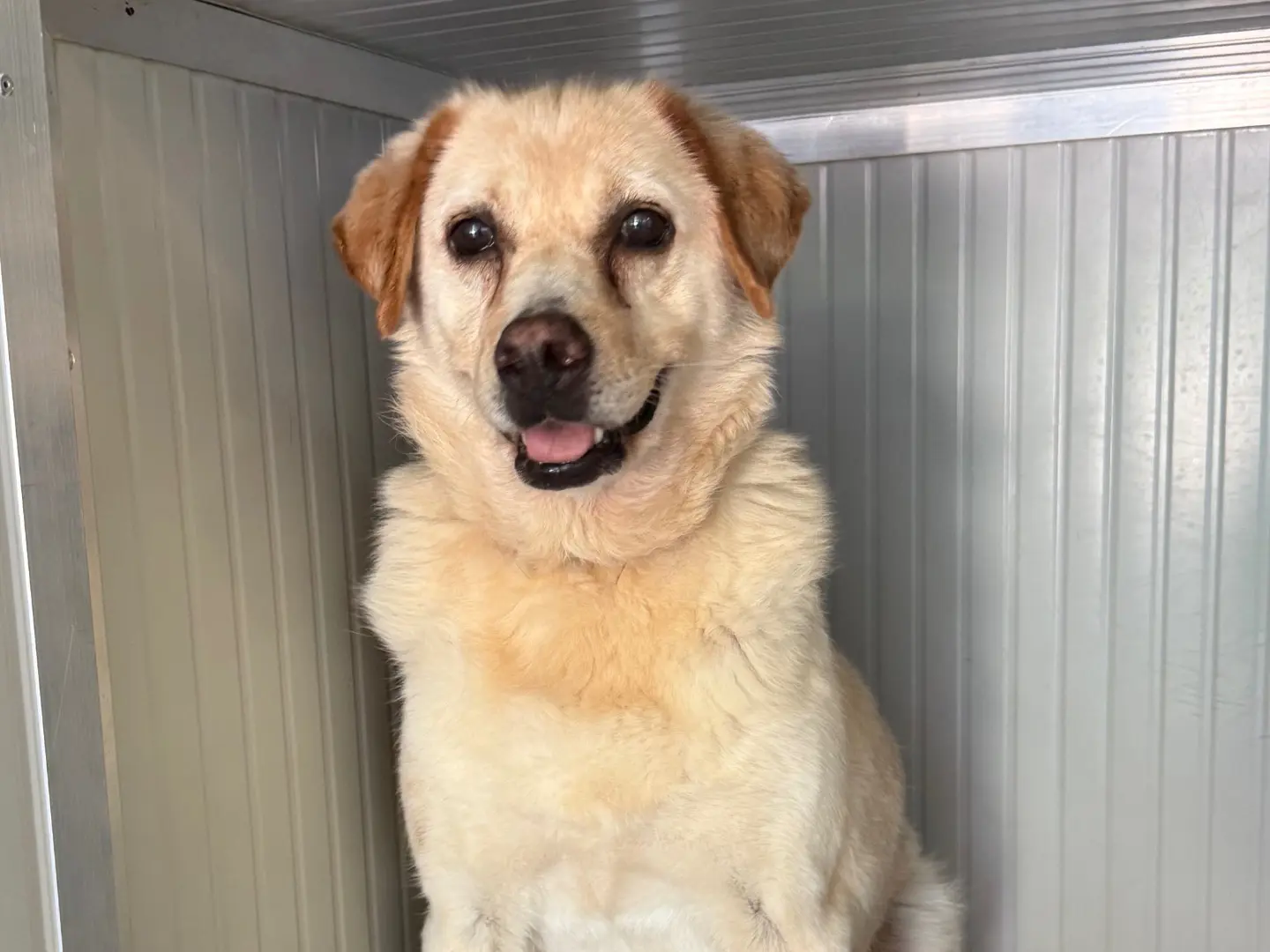 Adozione cane, femmina, Razza sconosciuta Razza sconosciuta, 11 anni e 6 mesi, taglia media, Milano