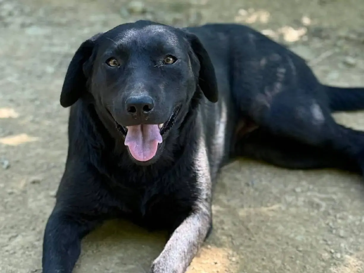 Adozione cane, femmina, Labrador Retriever Razza sconosciuta, 3 anni e 1 mese, taglia media, Firenze