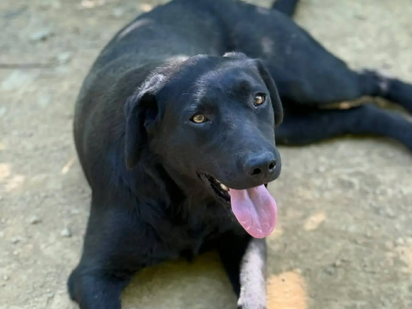 Adotta un cane, femmina, 3 anni e 1 mese, Firenze