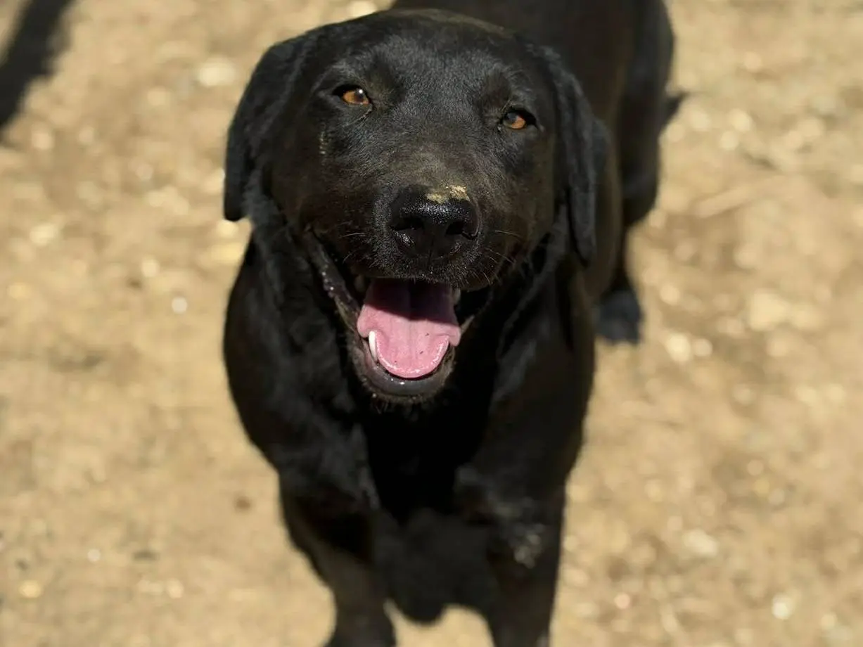 Vuoi adottare un cane a Firenze?