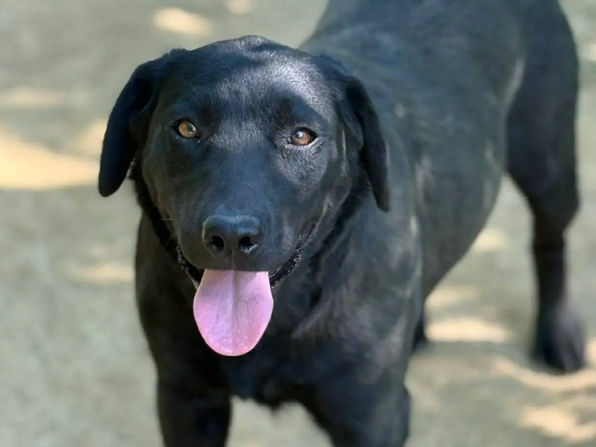 Adotta un cane, taglia media, femmina, Firenze