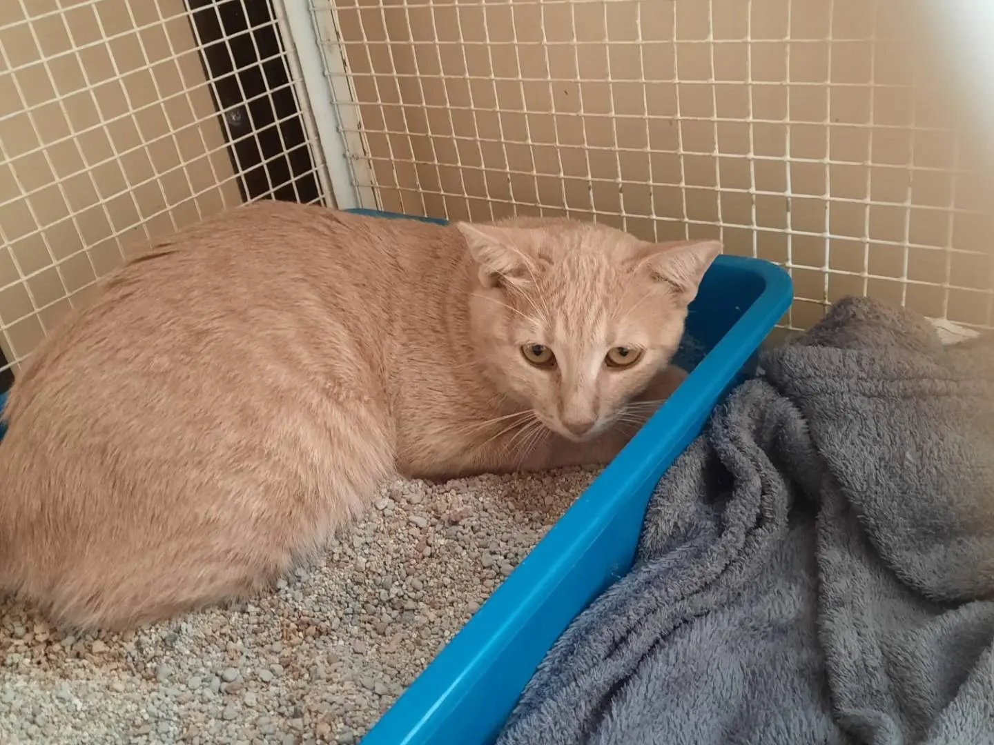 Adozione gatto, maschio, Razza sconosciuta Razza sconosciuta, 6 mesi, taglia non valida, Ravenna