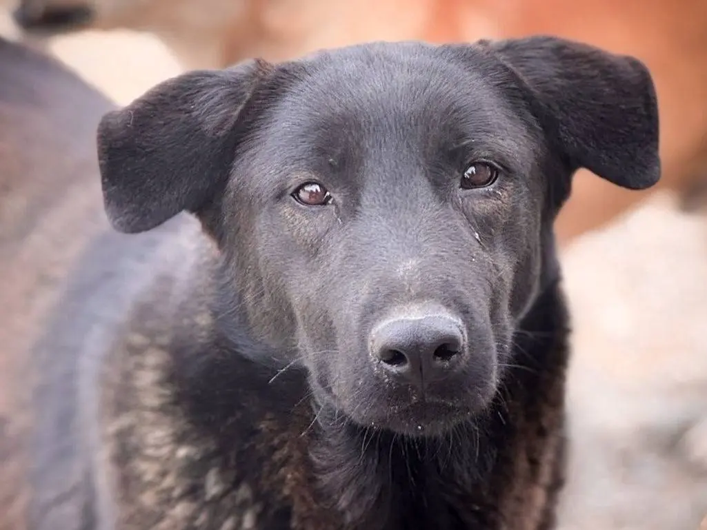 Adozione cane, femmina, Razza sconosciuta Razza sconosciuta, 3 anni e 3 mesi, taglia grande, Crotone