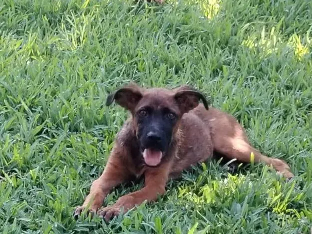 Foto 3 dell'animale