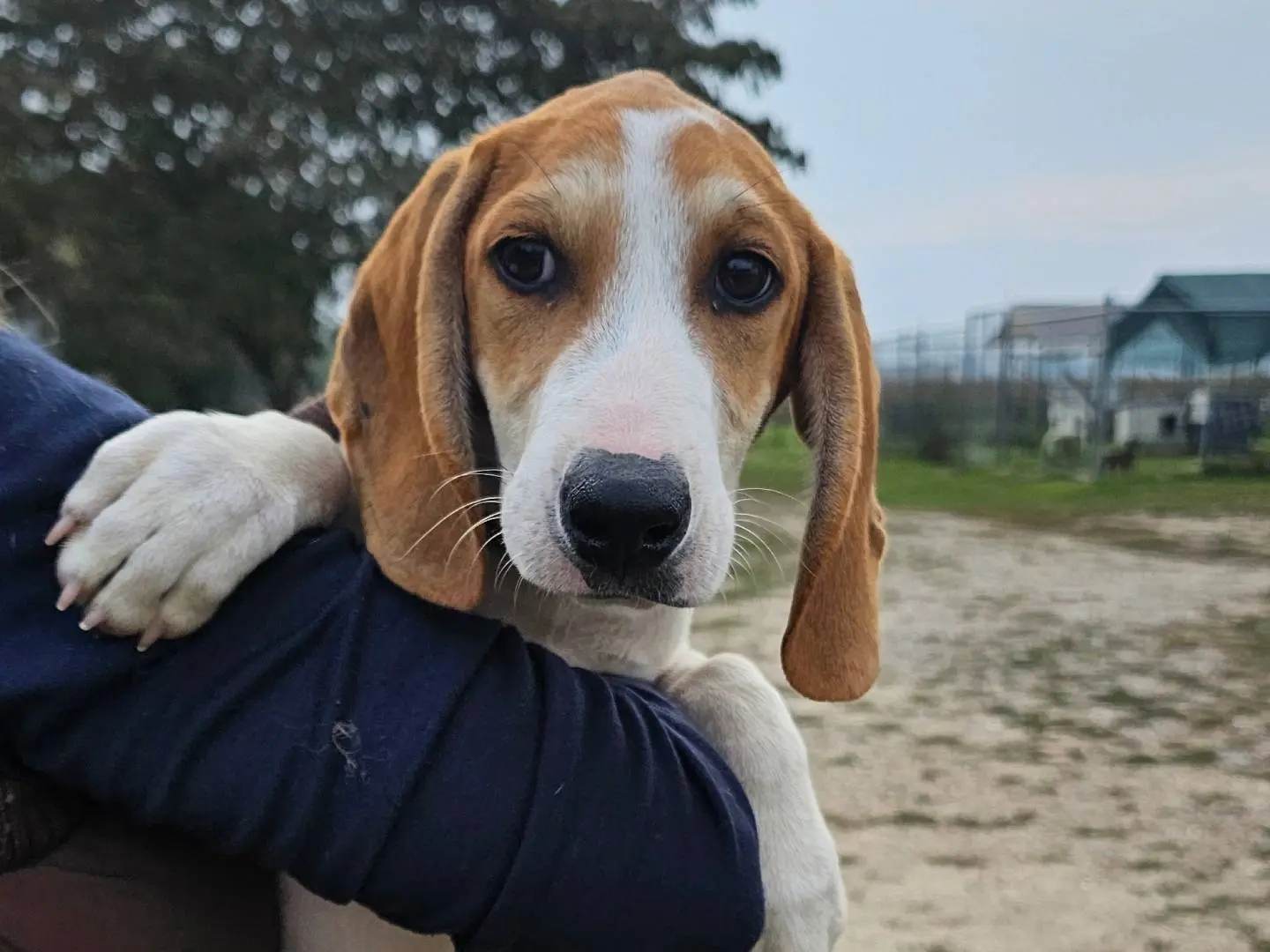 Adozione cane, maschio, Segugio Razza sconosciuta, 4 mesi, taglia media, Pavia