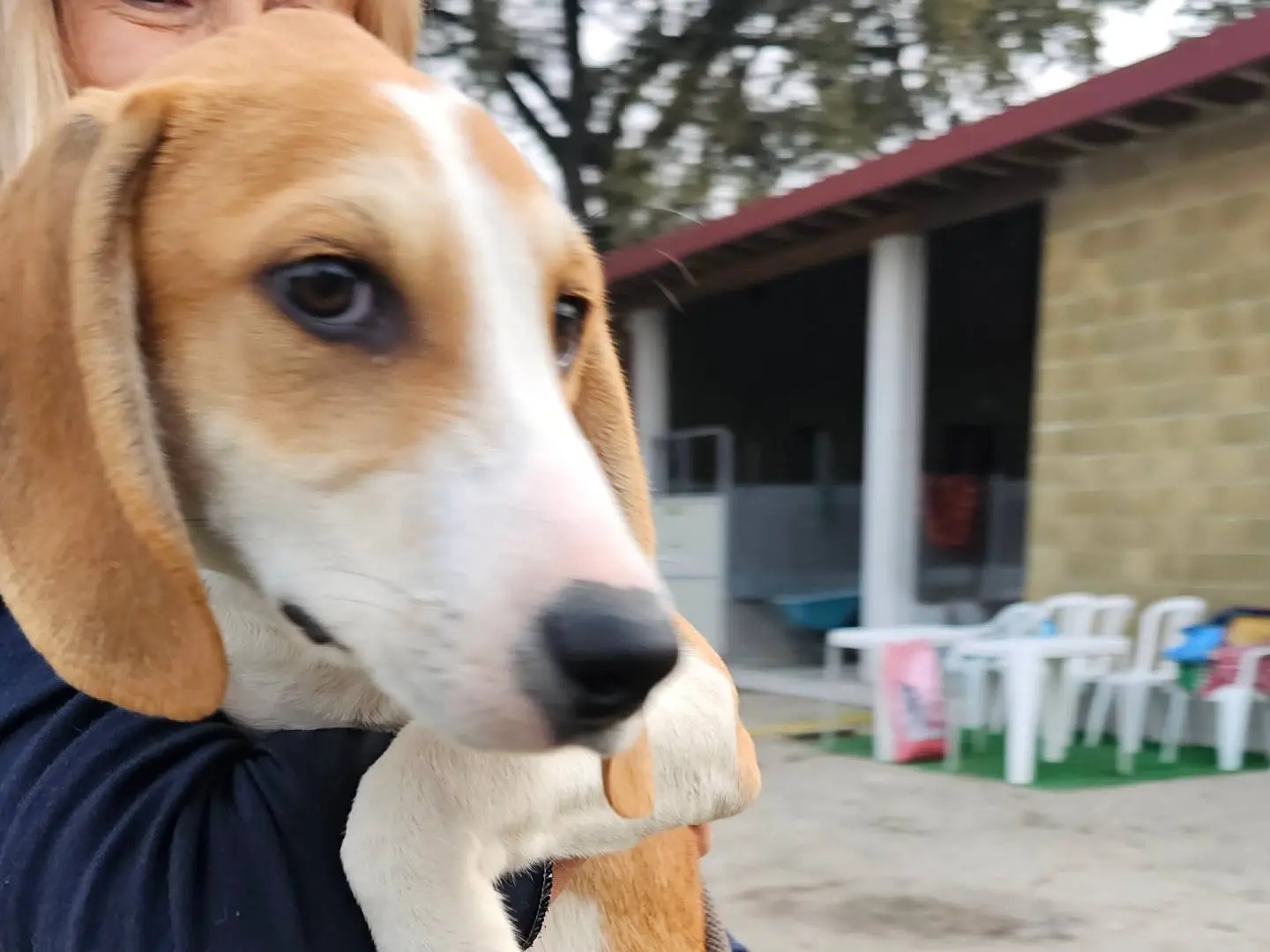 Adotta un cane, taglia media, maschio, Pavia