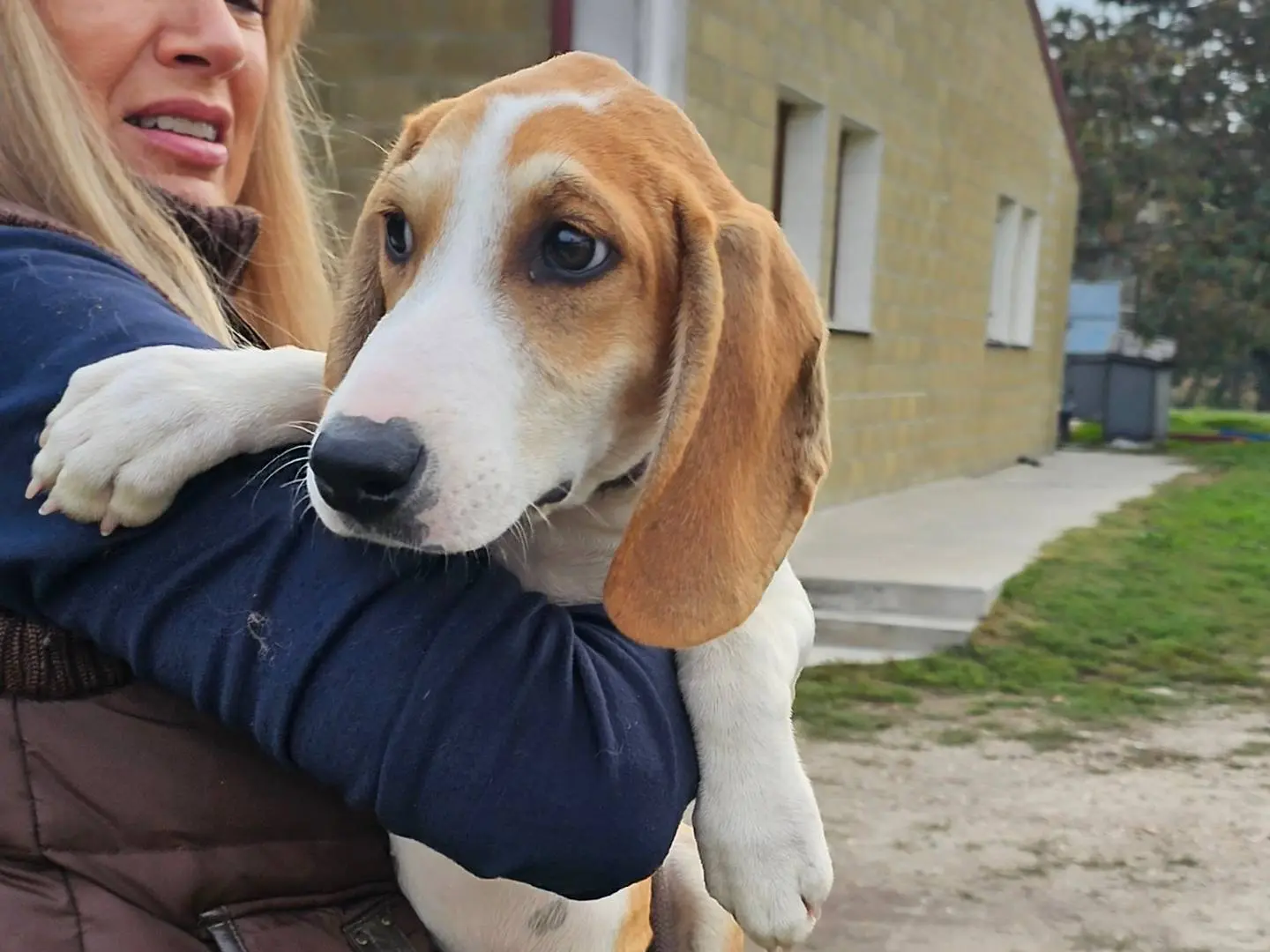 Adotta un cane, maschio, 4 mesi, Pavia