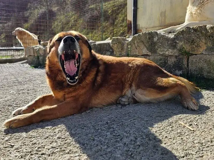 Foto 3 dell'animale