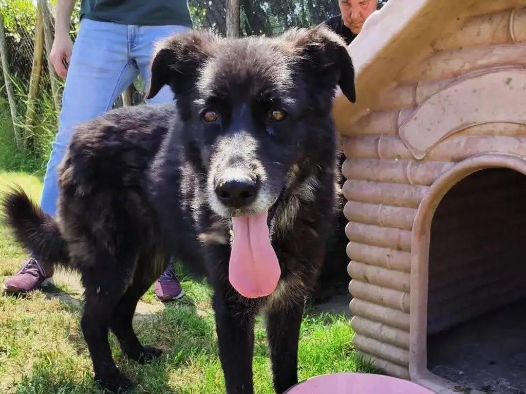 Adotta un cane, femmina, 6 anni, Latina