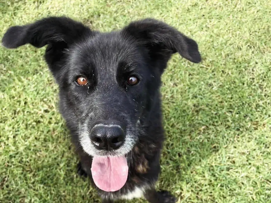 Adozione cane, femmina, Razza sconosciuta Razza sconosciuta, 6 anni, taglia media, Latina
