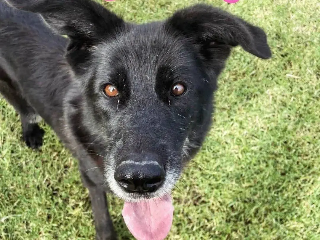 Adotta un cane, taglia media, femmina, Latina