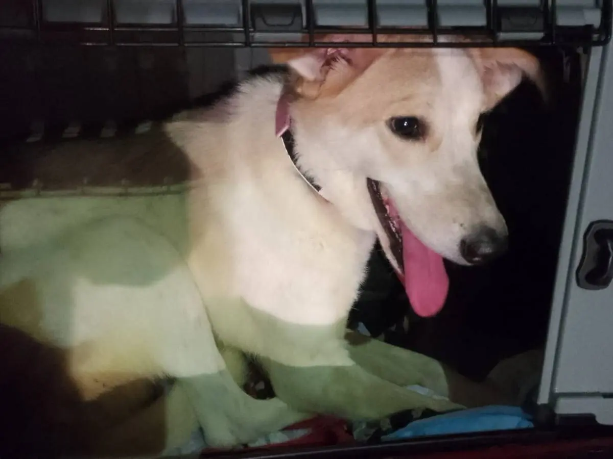 Adotta un cane, taglia media contenuta, femmina, Torino