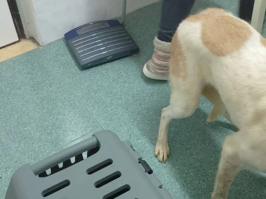 Vuoi adottare un cane a Torino?