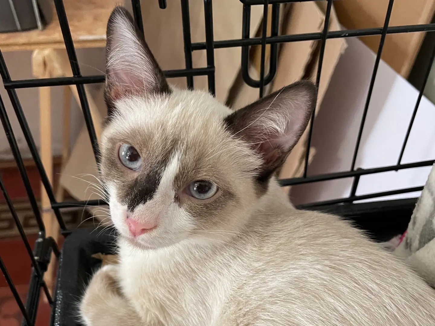 Adozione gatto, femmina, Razza sconosciuta Razza sconosciuta, 5 mesi, taglia non valida, Padova