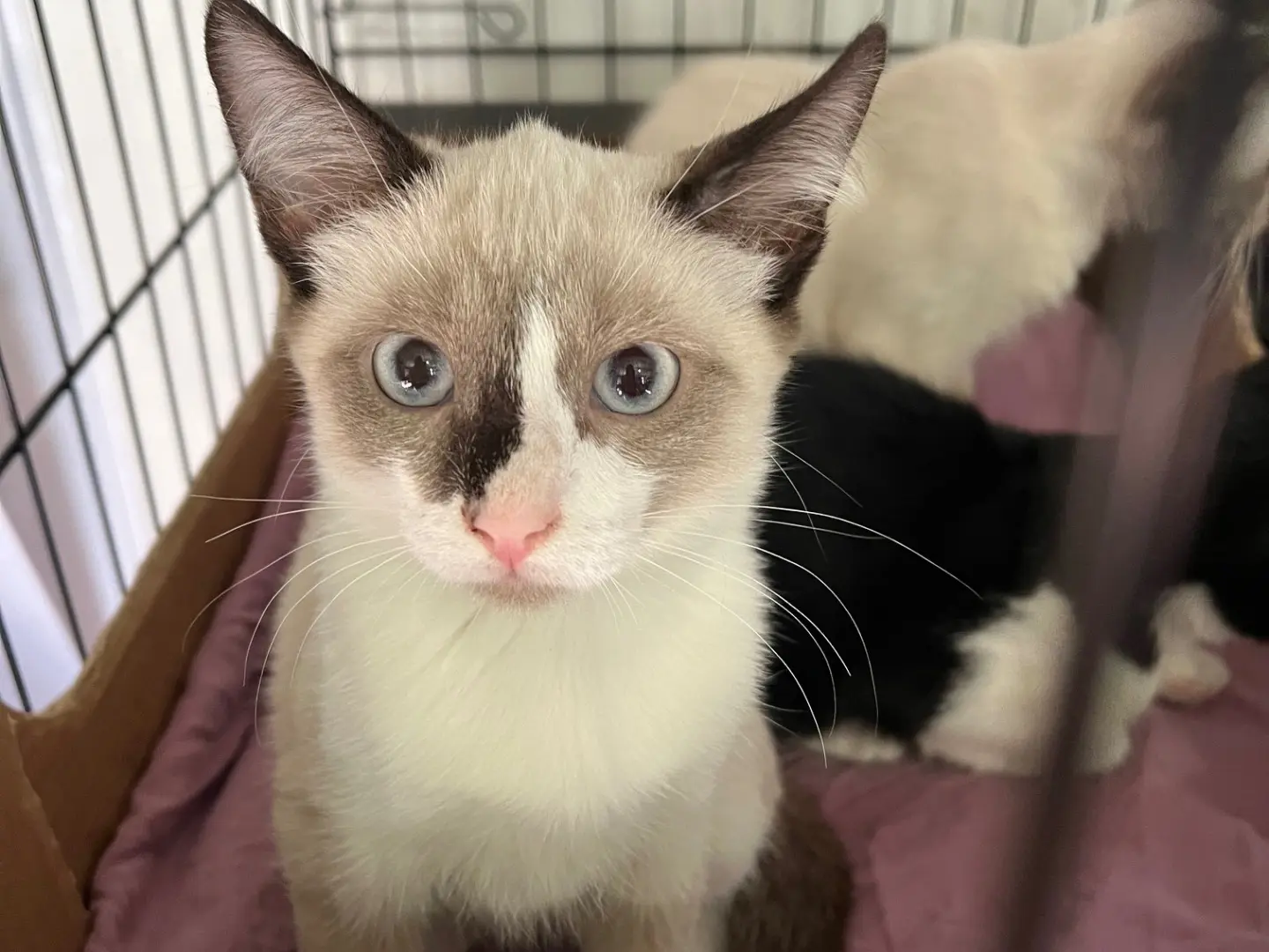 Adotta un gatto, femmina, 5 mesi, Padova