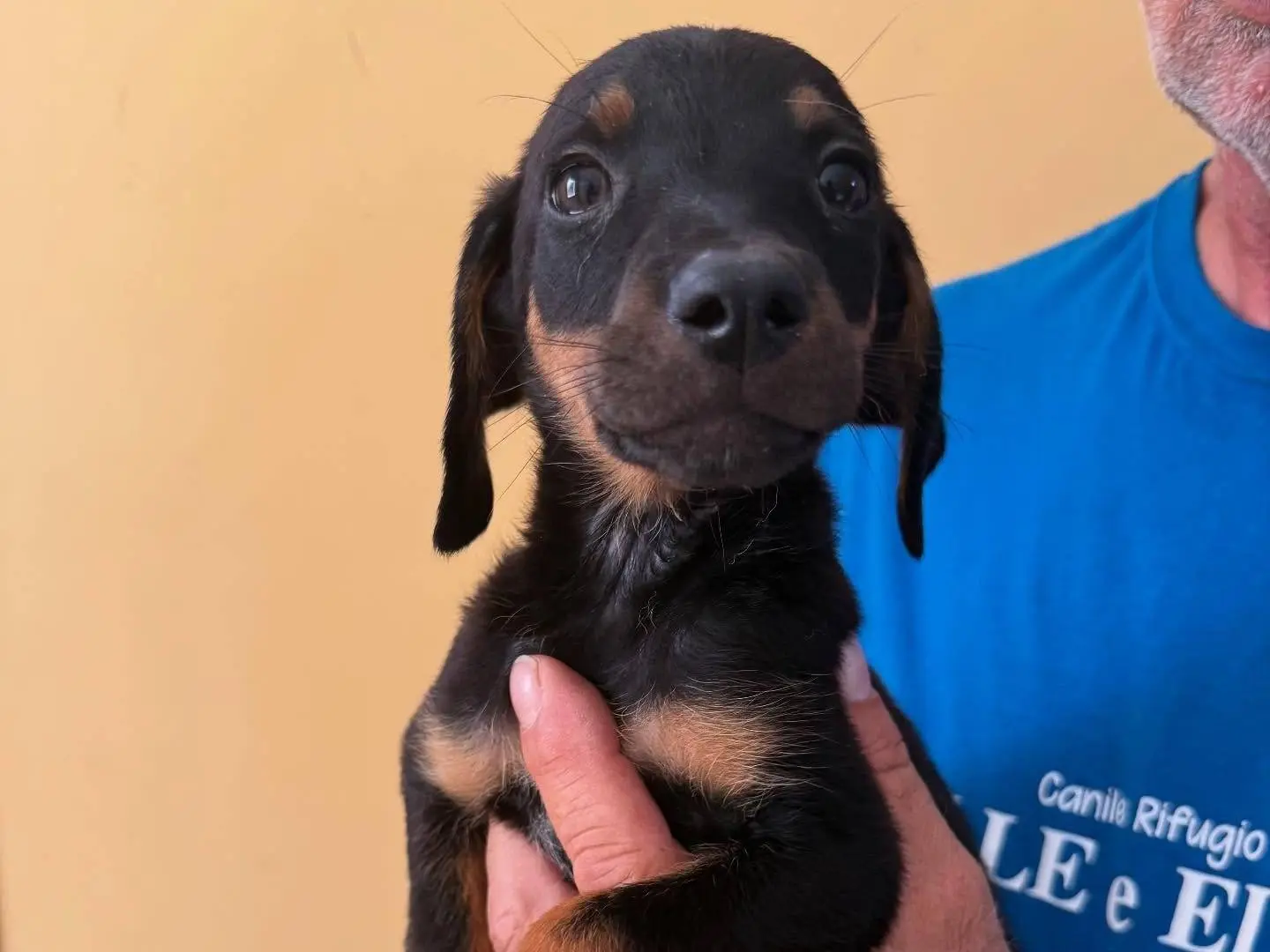 Adozione cane, maschio, Razza sconosciuta Razza sconosciuta, 1 anno e 6 mesi, taglia media, Matera