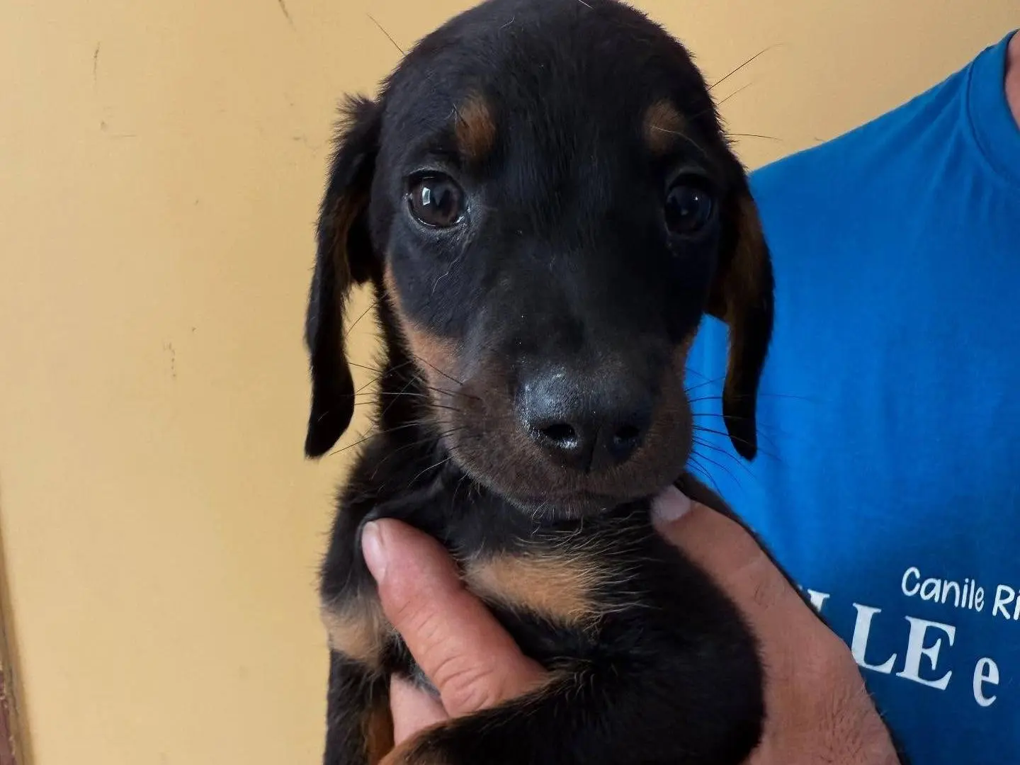Adotta un cane, taglia media, maschio, Matera