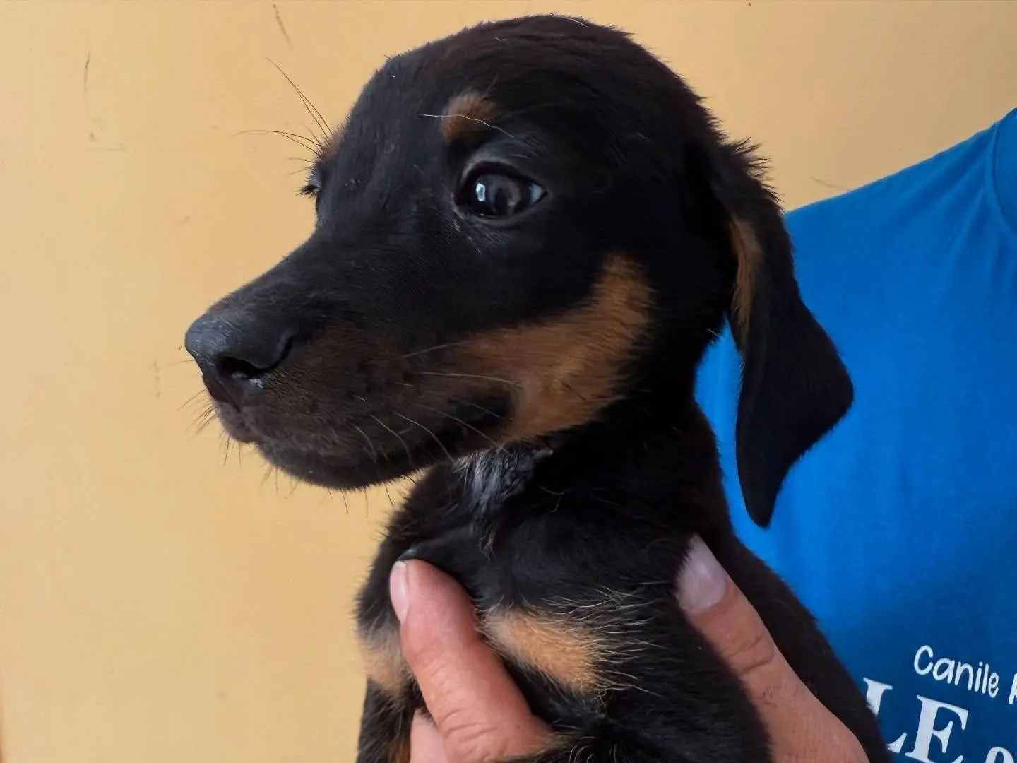 Vuoi adottare un cane a Matera?