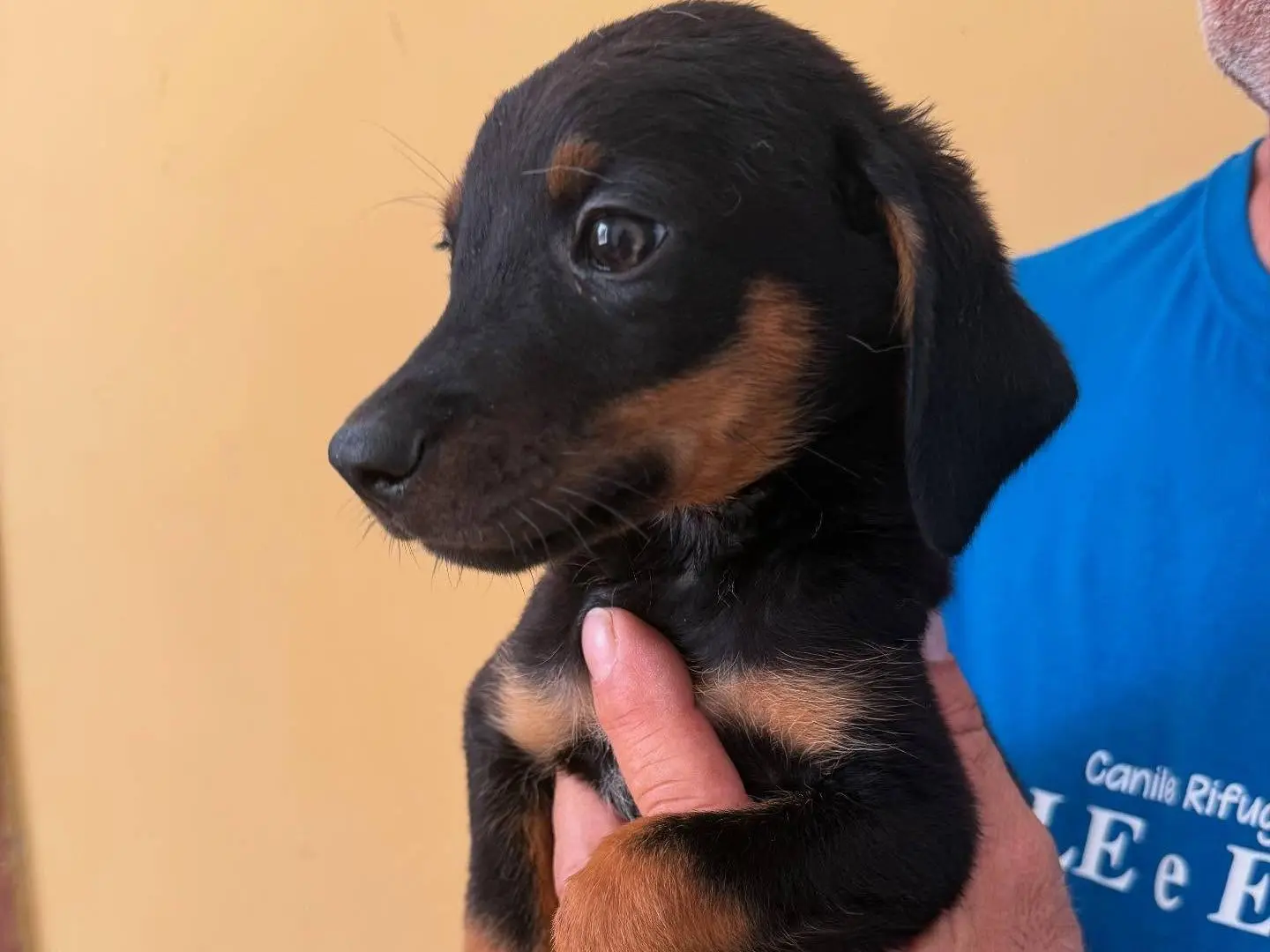 Adotta un cane, maschio, 1 anno e 6 mesi, Matera