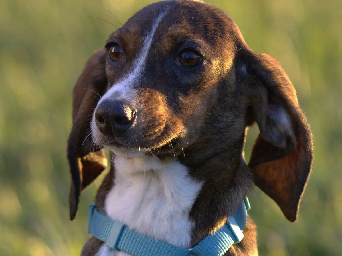 Adozione cane, femmina, Segugio Razza sconosciuta, 1 anno e 4 mesi, taglia media contenuta, Milano