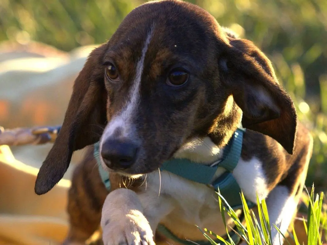 Vuoi adottare un cane a Milano?