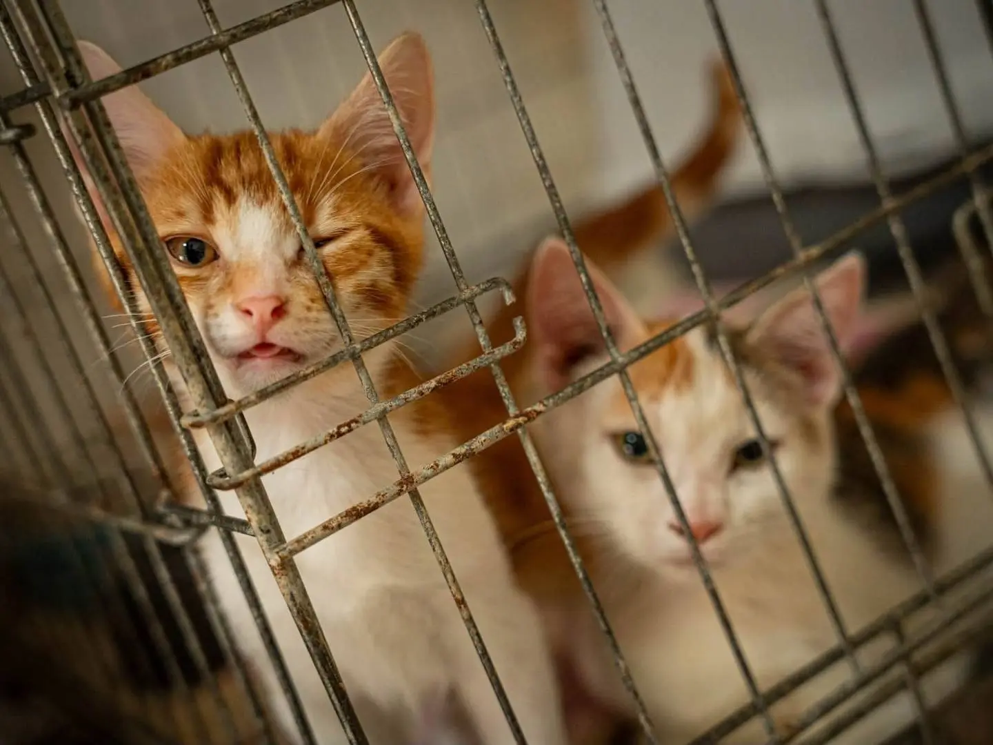 Adotta un gatto, maschio, 6 mesi, Bari