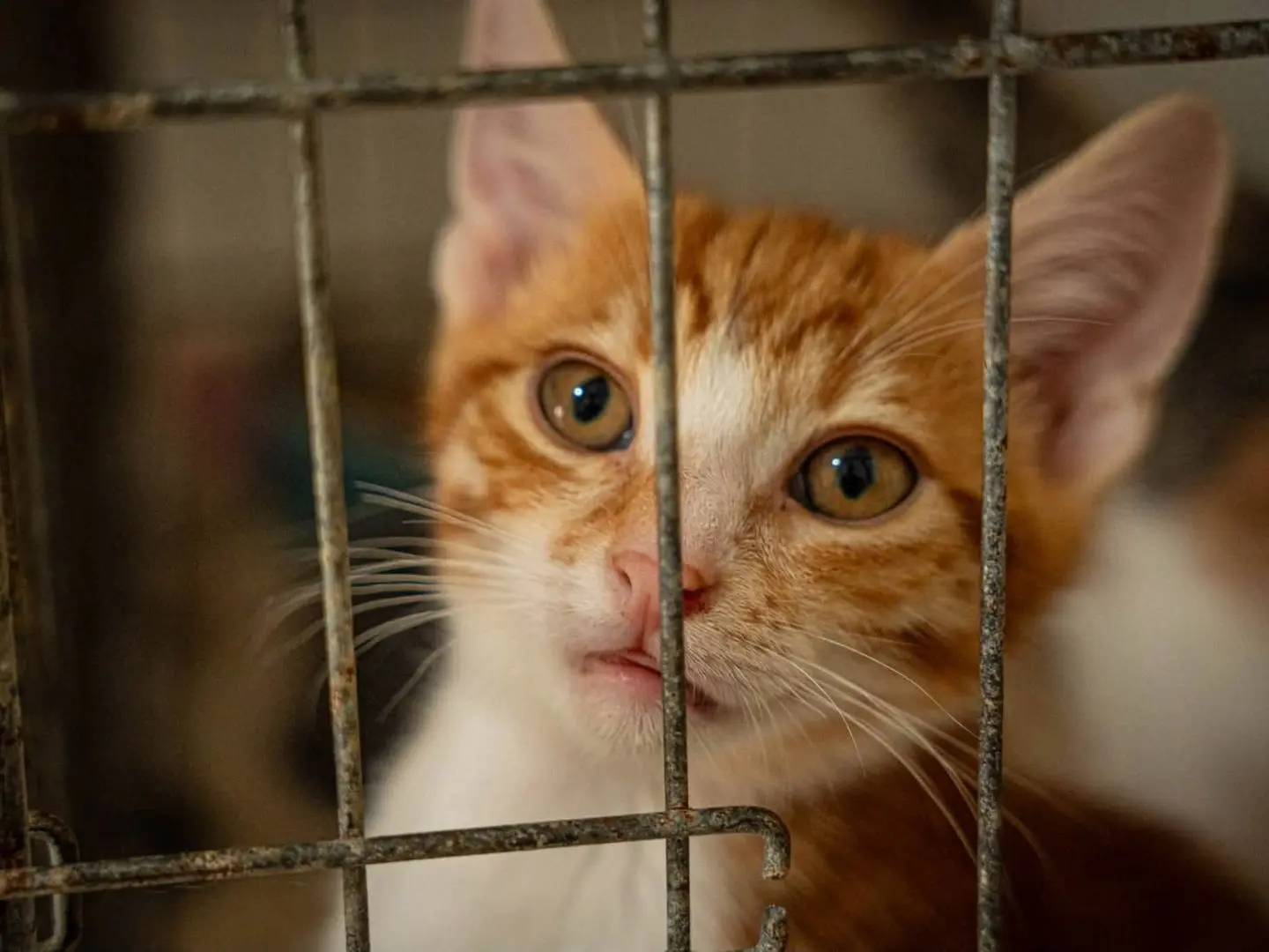 Adozione gatto, maschio, Razza sconosciuta Razza sconosciuta, 6 mesi, taglia non valida, Bari