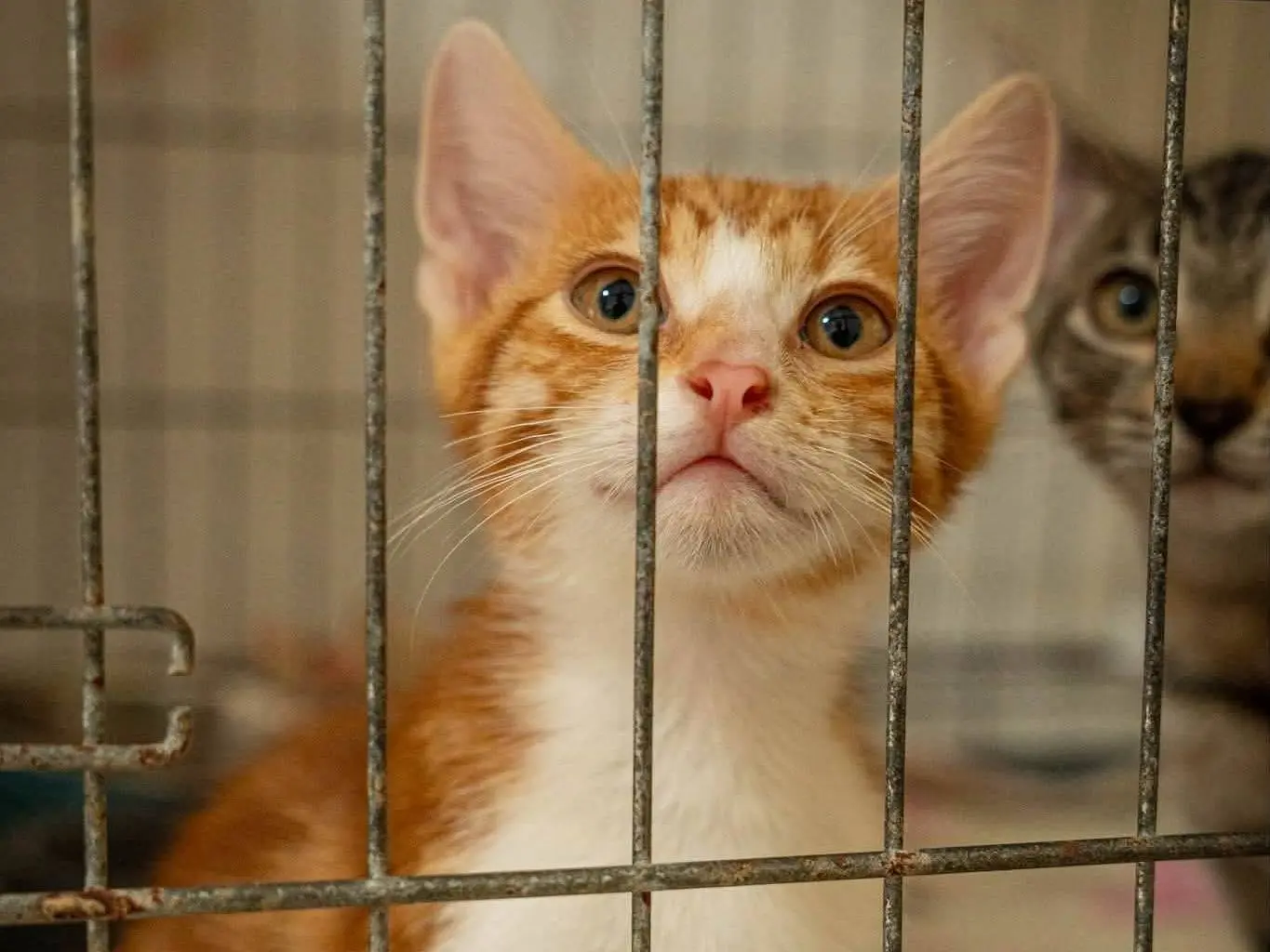 Adotta un gatto, taglia non valida, maschio, Bari