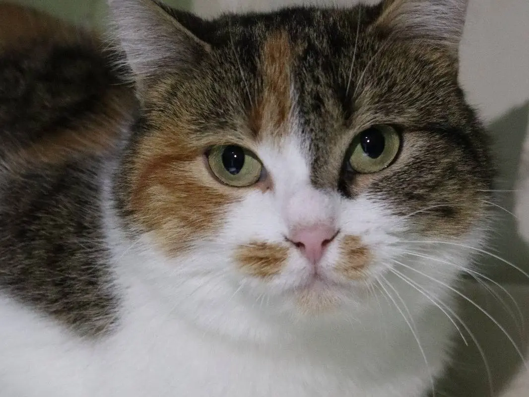 Adozione gatto, femmina, Razza sconosciuta Razza sconosciuta, 2 anni e 9 mesi, taglia non valida, Torino