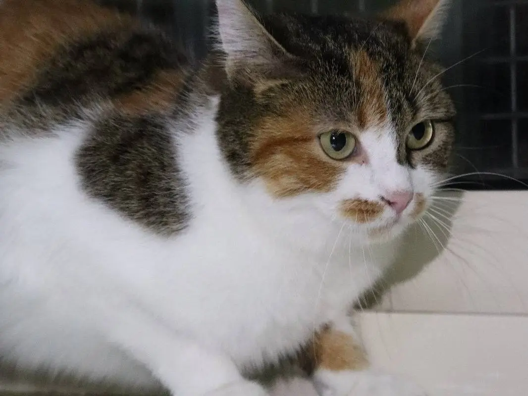 Adotta un gatto, taglia non valida, femmina, Torino