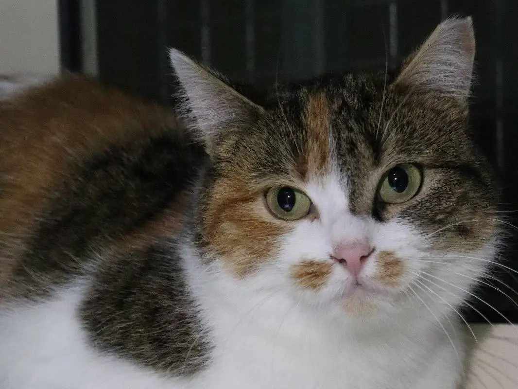 Vuoi adottare un gatto a Torino?
