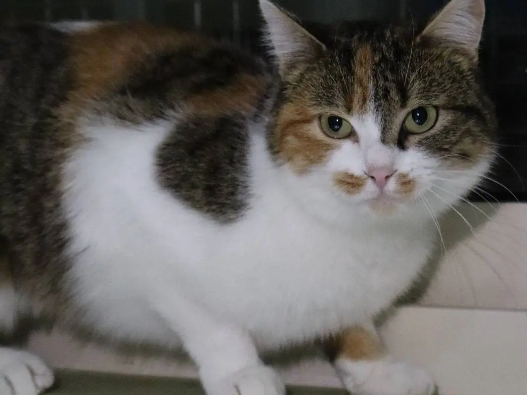 Adotta un gatto, femmina, 2 anni e 9 mesi, Torino