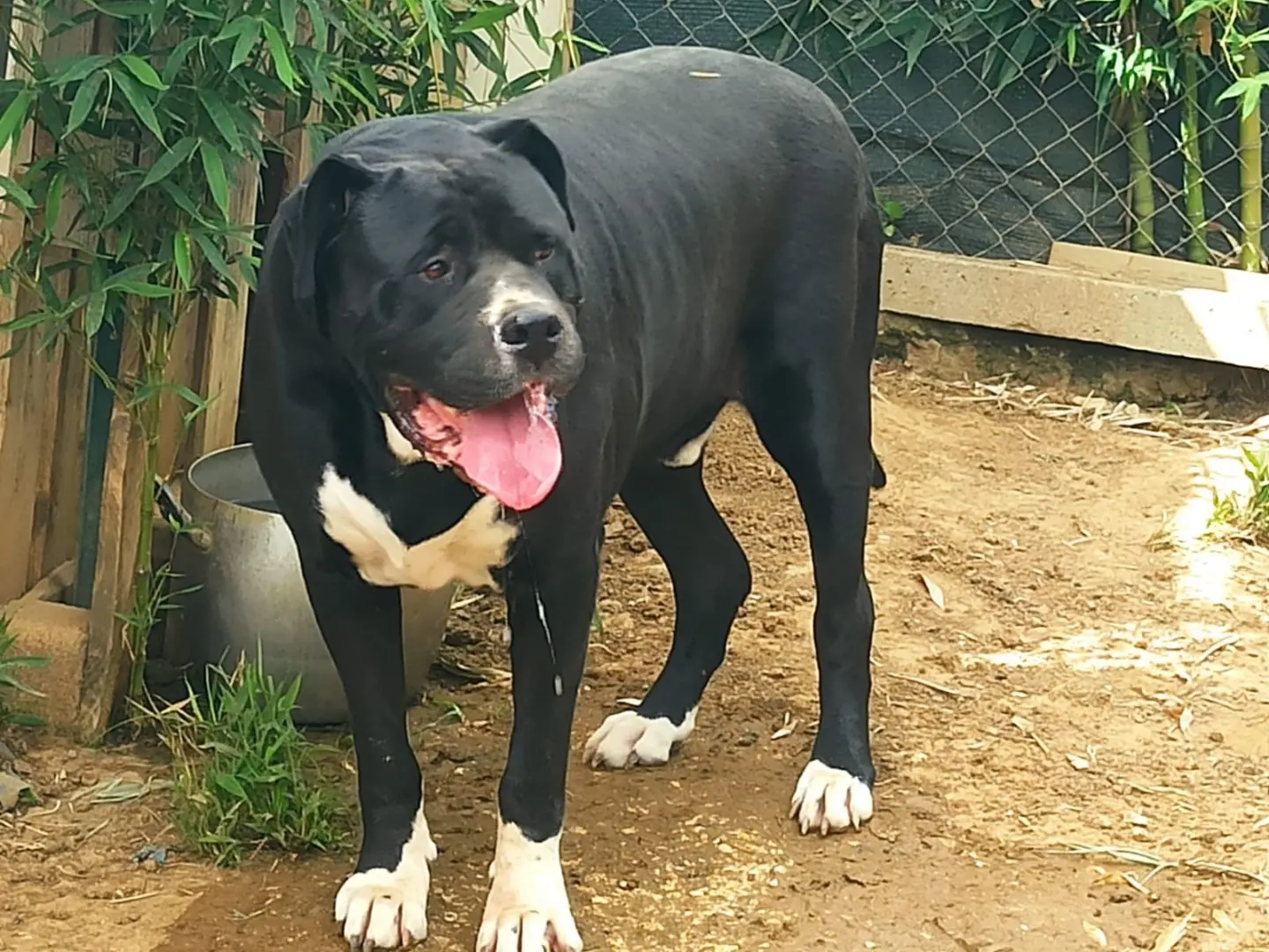 Adozione cane, maschio, Corso Razza sconosciuta, 10 anni e 7 mesi, taglia gigante, Roma