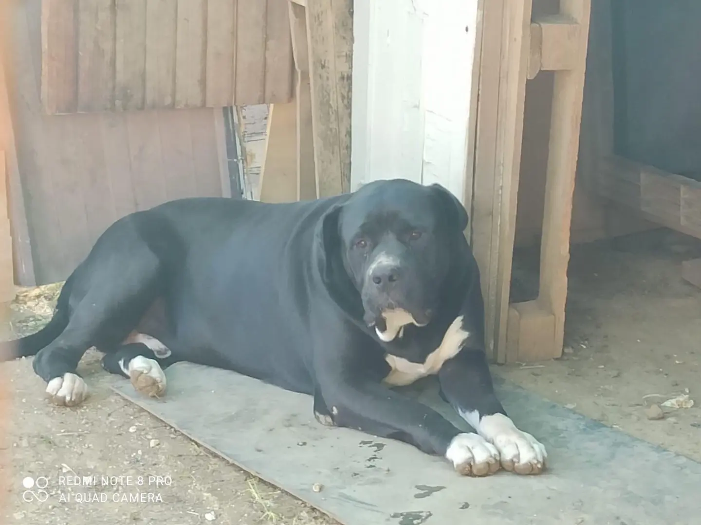Vuoi adottare un cane a Roma?