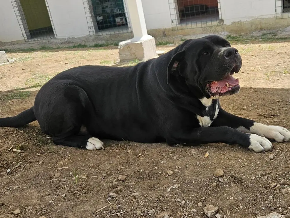 Adotta un cane, maschio, 10 anni e 7 mesi, Roma
