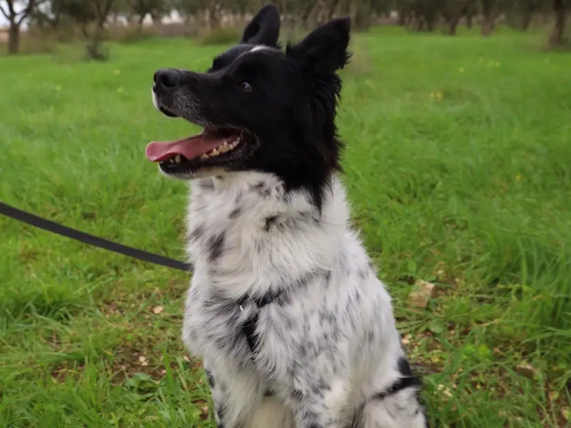 Adotta il cane Rambo a Bari