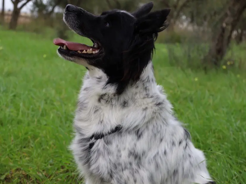 Vuoi adottare un cane a Bari?
