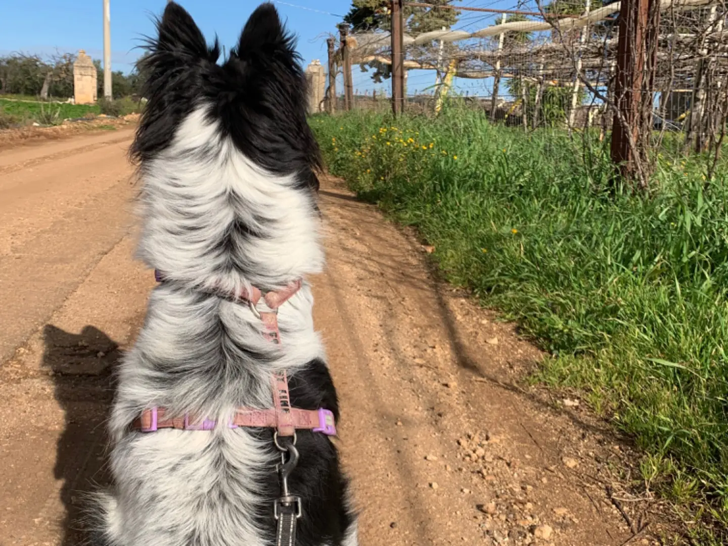 Adotta un cane, taglia media, maschio, Bari