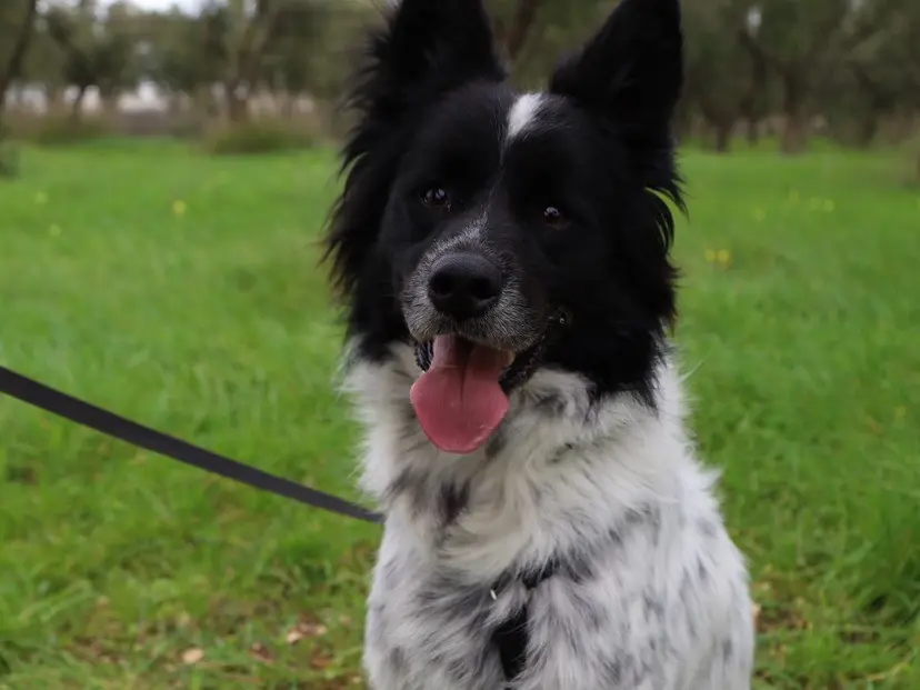 Adozione cane, maschio, Border Collie Breton, 4 anni e 1 mese, taglia media, Bari