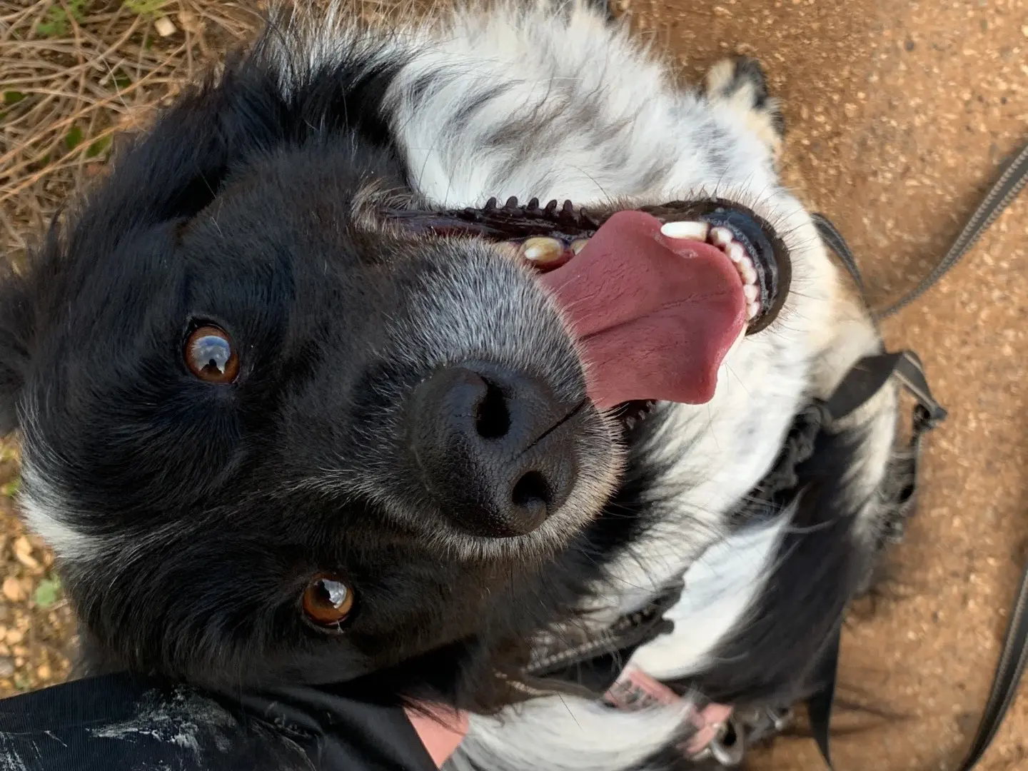 Adotta un cane, maschio, 4 anni e 1 mese, Bari