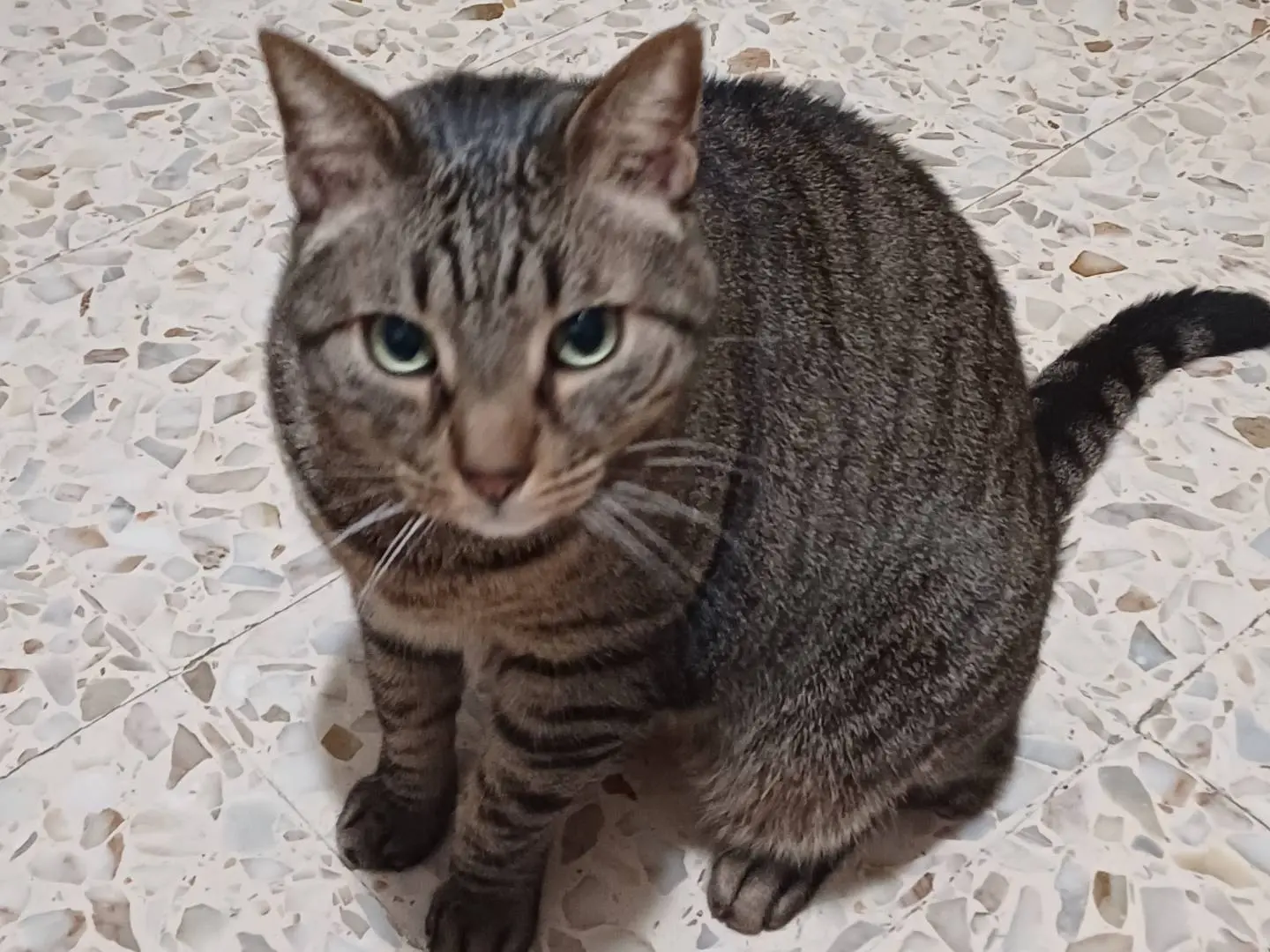 Adozione gatto, maschio, Razza sconosciuta Razza sconosciuta, 4 anni e 10 mesi, taglia non valida, Napoli