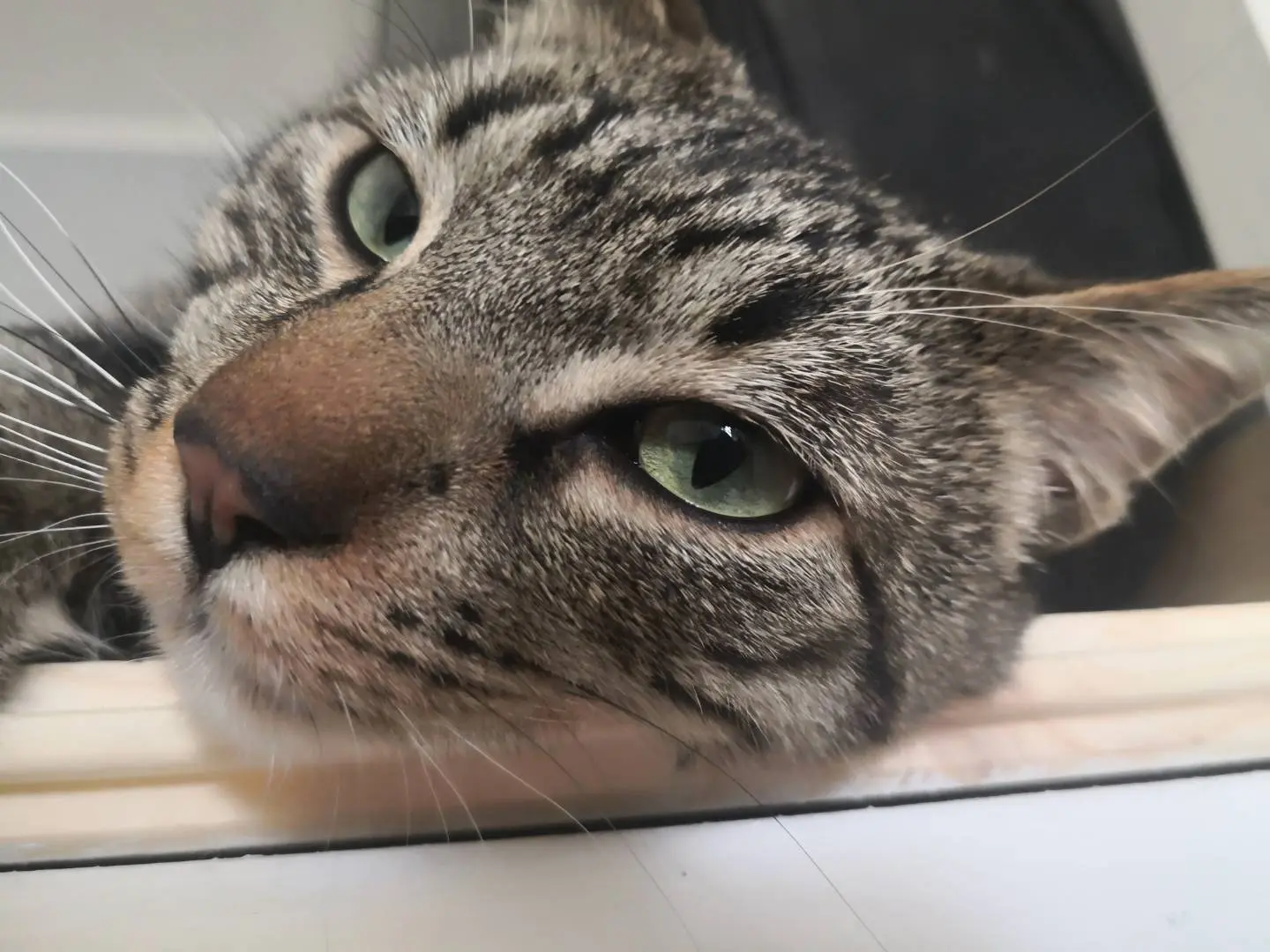 Adotta un gatto, maschio, 4 anni e 10 mesi, Napoli