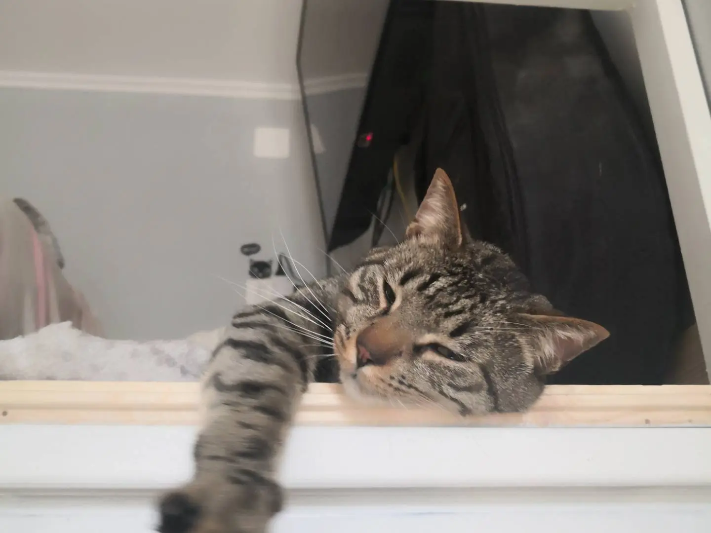 Vuoi adottare un gatto a Napoli?