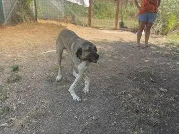 Adotta il cane Beau a Frosinone