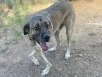 Adozione cane, maschio, Razza sconosciuta Razza sconosciuta, 7 anni e 9 mesi, taglia grande, Frosinone