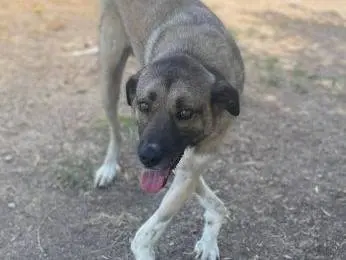 Adotta un cane, maschio, 7 anni e 9 mesi, Frosinone