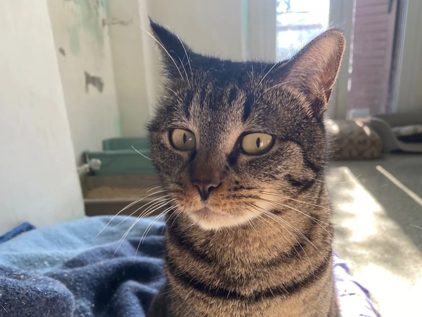Adotta un gatto, femmina, 4 anni e 1 mese, Teramo