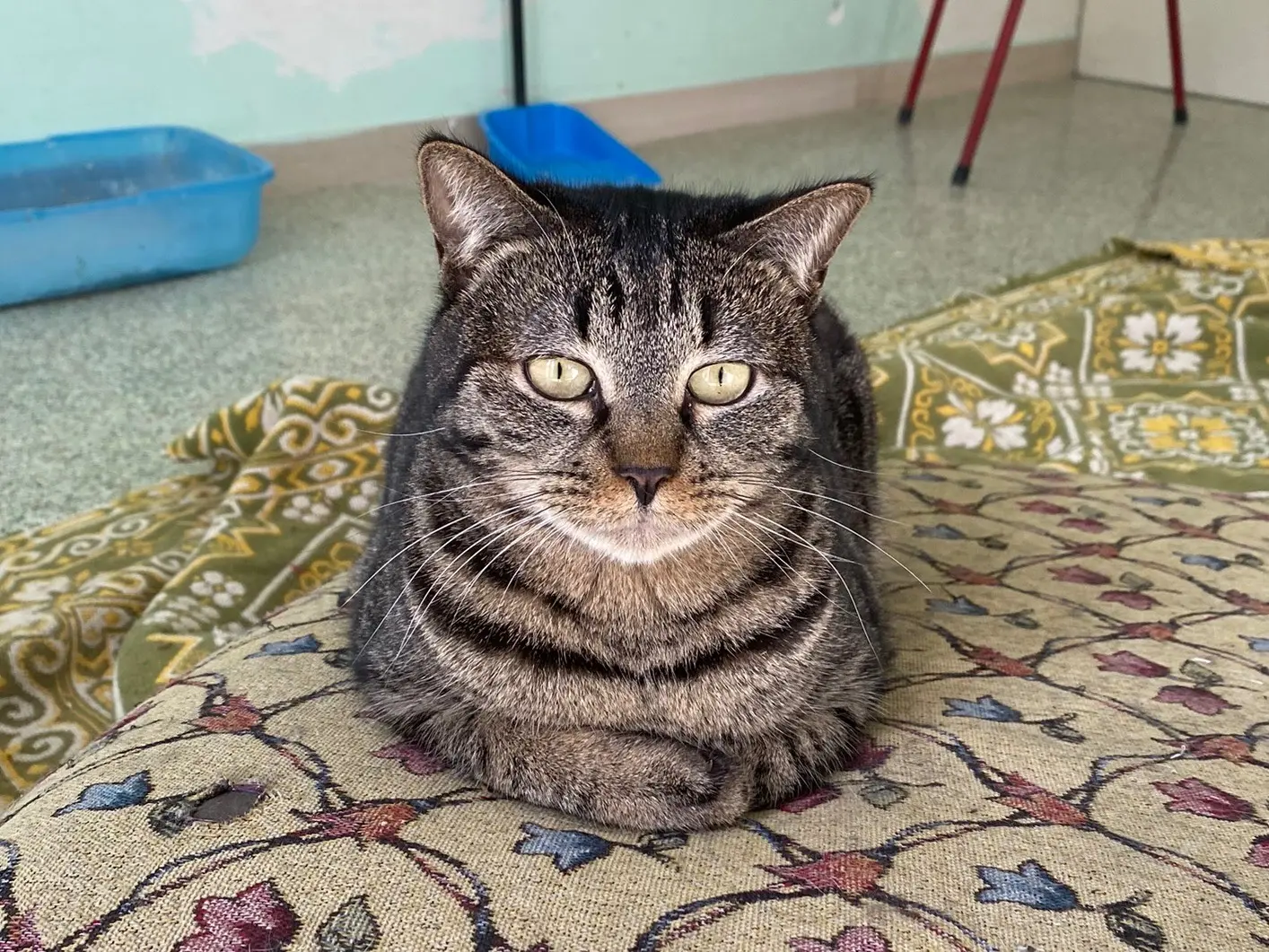 Vuoi adottare un gatto a Teramo?