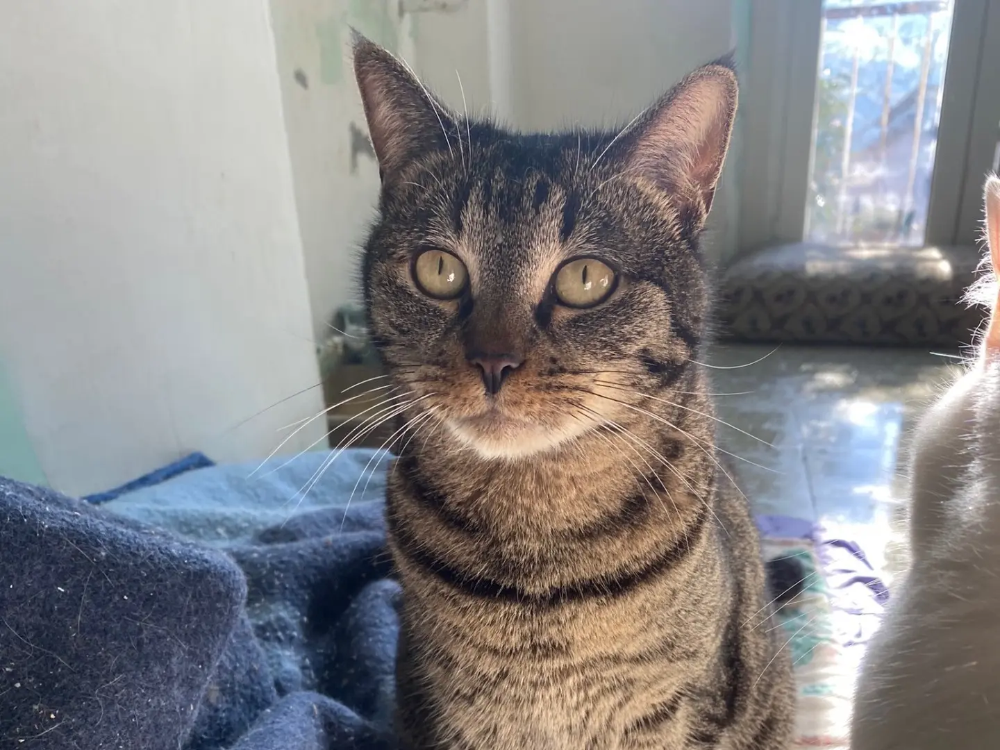 Adozione gatto, femmina, Razza sconosciuta Razza sconosciuta, 4 anni e 1 mese, taglia non valida, Teramo