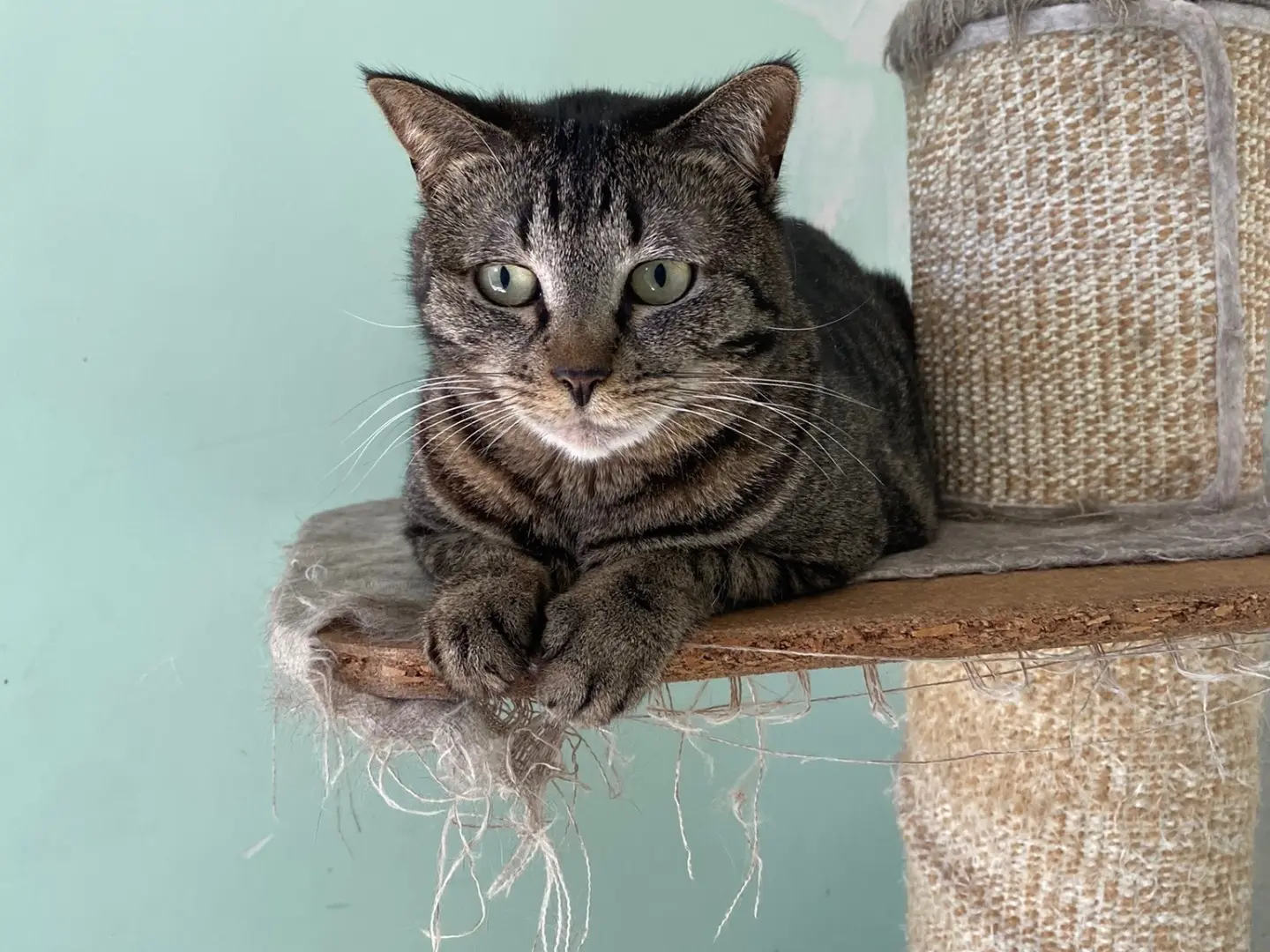 Adotta un gatto, taglia non valida, femmina, Teramo